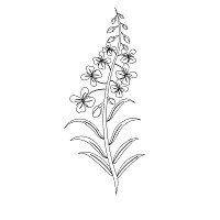 fireweed single block 002